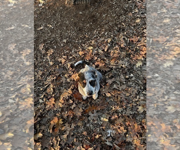 Medium Photo #4 Australian Cattle Dog Puppy For Sale in OREGON HOUSE, CA, USA