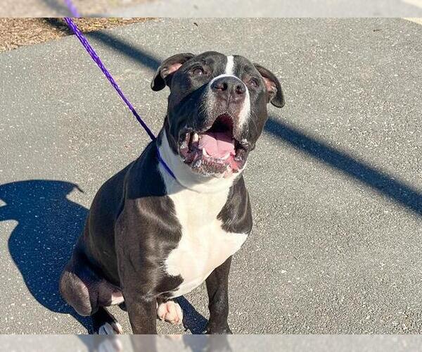 Medium Photo #2 Mutt Puppy For Sale in Orange, CA, USA