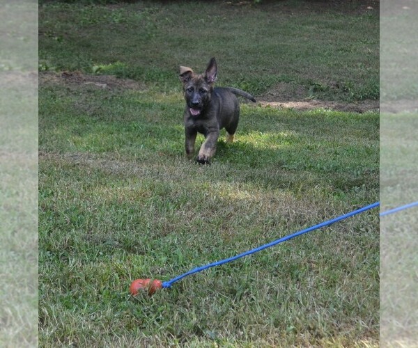 Medium Photo #2 German Shepherd Dog Puppy For Sale in POWDER SPRINGS, GA, USA