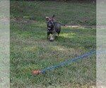 Small Photo #10 German Shepherd Dog Puppy For Sale in POWDER SPRINGS, GA, USA