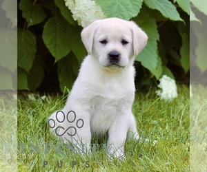 Labrador Retriever Puppy for sale in PARADISE, PA, USA