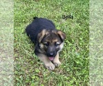 Puppy Bella German Shepherd Dog