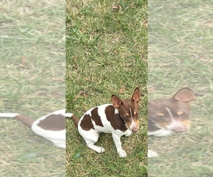 Teddy Roosevelt Terrier Puppy for sale in PINCKNEYVILLE, IL, USA
