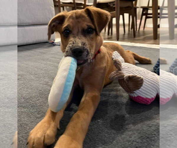 Medium Photo #2 Border-Aussie Puppy For Sale in Des Moines, IA, USA