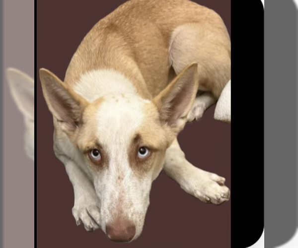 Medium Photo #3 German Shepherd Dog-Unknown Mix Puppy For Sale in Kankakee, IL, USA