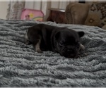 Puppy Puppy 2 French Bulldog