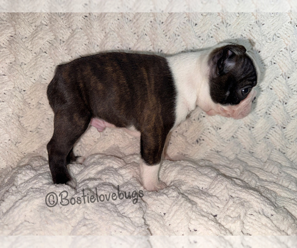 Medium Photo #3 Boston Terrier Puppy For Sale in ODENVILLE, AL, USA