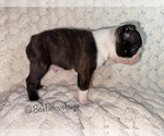 AKC Hemlock - Male Boston Terrier Puppy for Sale - Photo #3