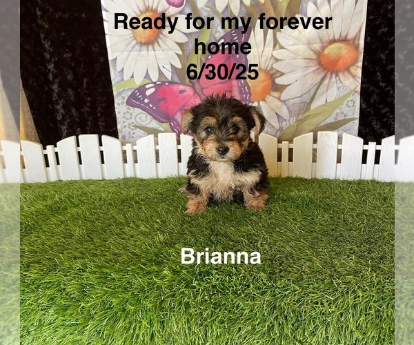 Medium Photo #1 Yo-Chon Puppy For Sale in MOUNT PLEASANT, MI, USA