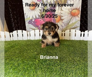 Yo-Chon Puppy for sale in MOUNT PLEASANT, MI, USA