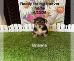 Image preview for Ad Listing. Nickname: Brianna