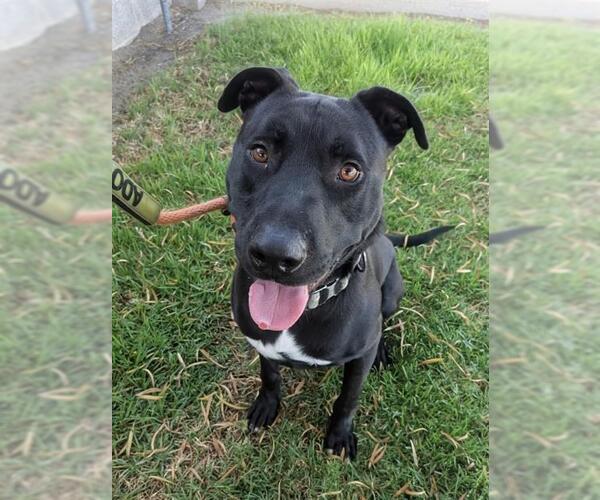 Medium Photo #2 Labrador Retriever-Unknown Mix Puppy For Sale in Redlands, CA, USA