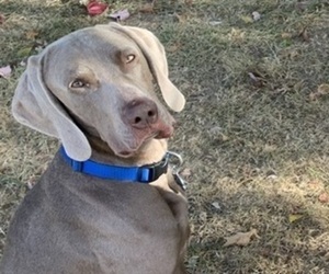 Father of the Weimaraner puppies born on 12/10/2022