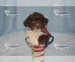 Small Photo #2 Aussiedoodle Puppy For Sale in SANGER, TX, USA