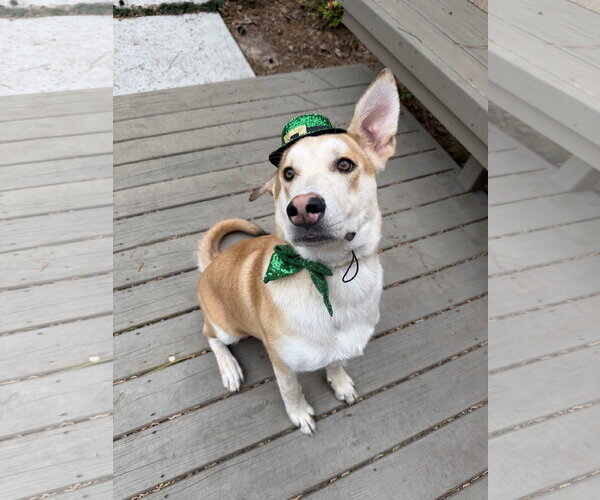 Medium Photo #4 Gerberian Shepsky Puppy For Sale in The Woodlands, TX, USA