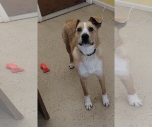 Great Pyrenees-Unknown Mix Dogs for adoption in York, SC, USA