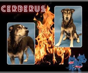 Huskies -Unknown Mix Dogs for adoption in Pearland, TX, USA