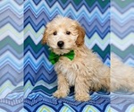 Small Photo #5 Labradoodle Puppy For Sale in KIRKWOOD, PA, USA