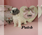 Small #13 Poodle (Toy)