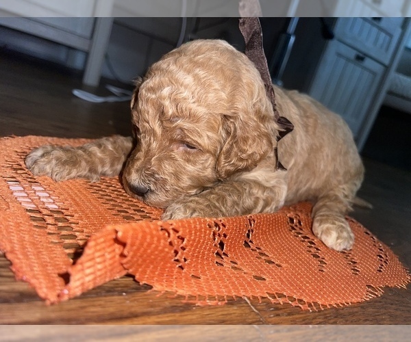 Medium Photo #5 Goldendoodle Puppy For Sale in RESACA, GA, USA