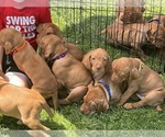 Small Photo #4 Vizsla Puppy For Sale in CANBY, OR, USA