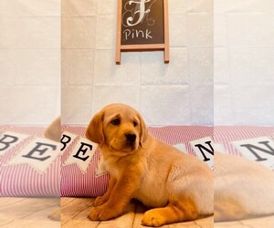 Labrador Retriever Puppy for sale in MAYSVILLE, GA, USA