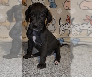 Great Dane Puppy for sale in DENHAM SPRINGS, LA, USA