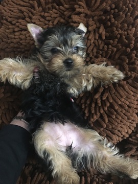 Medium Photo #1 Yorkshire Terrier Puppy For Sale in IRVING, TX, USA