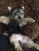 Small Photo #1 Yorkshire Terrier Puppy For Sale in IRVING, TX, USA