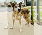 Small Australian Shepherd