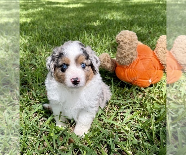 Medium Photo #29 Miniature Australian Shepherd Puppy For Sale in ANTHONY, FL, USA