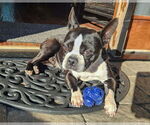 Small #3 Boston Terrier Mix