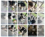 Small Photo #27 Australian Shepherd Puppy For Sale in MILLBORO, VA, USA
