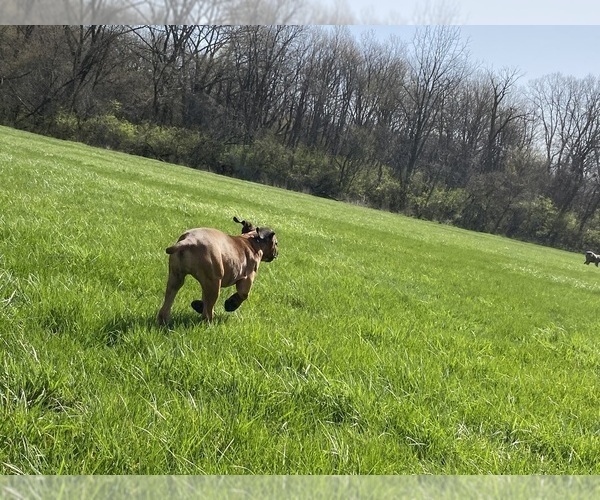 Medium Photo #6 Cane Corso Puppy For Sale in OAK PARK, IL, USA