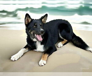 Australian Shepherd Dogs for adoption in Menifee, CA, USA