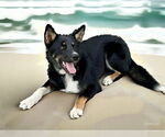 Small Australian Shepherd
