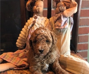 Goldendoodle (Miniature) Puppy for Sale in MARSHALLVILLE, Ohio USA