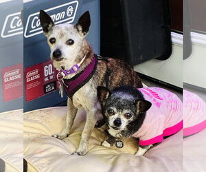 Rat-Cha Dogs for adoption in Holly Springs, NC, USA