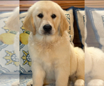 Small #2 English Cream Golden Retriever