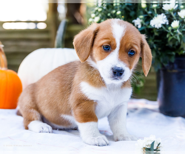 Medium Photo #1 Dorgi Puppy For Sale in WAKARUSA, IN, USA