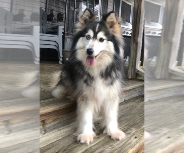 Medium Photo #1 Pomsky Puppy For Sale in SAVOY, MA, USA