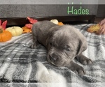 Small Photo #2 Cane Corso Puppy For Sale in DINGMANS FERRY, PA, USA