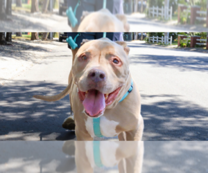 KIERAN - Male Mutt Dog for Adoption - Photo #5