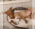 Small #5 Labrador Retriever-Retriever  Mix