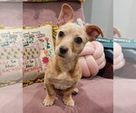 Small #3 Chihuahua Mix