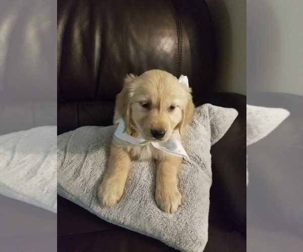 Medium Photo #8 Golden Retriever Puppy For Sale in QUINLAN, TX, USA