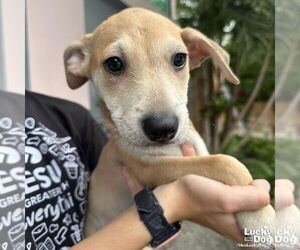 Mutt Dogs for adoption in Washington, DC, USA