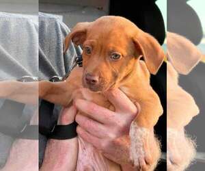 Mutt Dogs for adoption in Woodbury, NY, USA