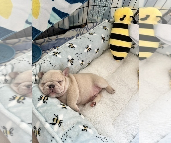 Medium Photo #2 French Bulldog Puppy For Sale in APTOS, CA, USA
