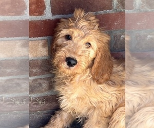 Goldendoodle Puppy for sale in BEECH GROVE, IN, USA